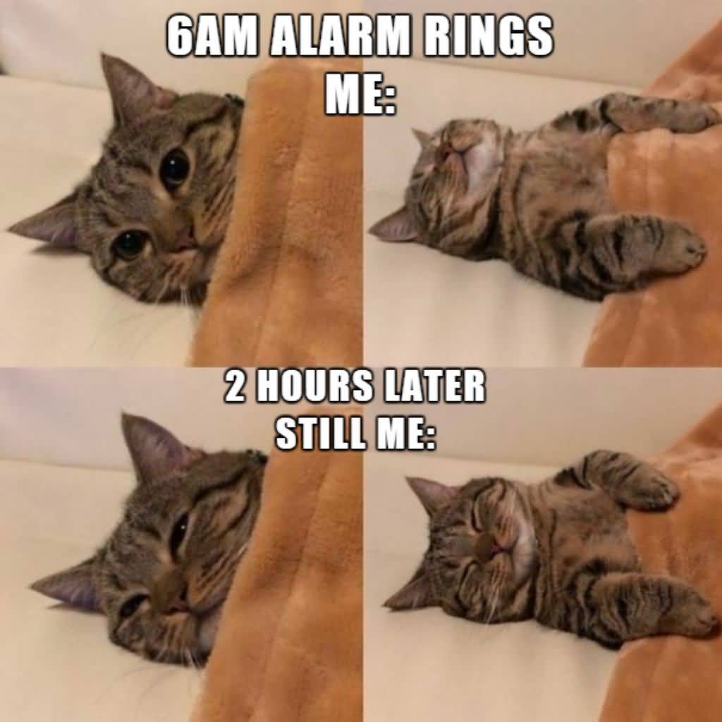 6AM Alarm Rings Me Cat Meme
