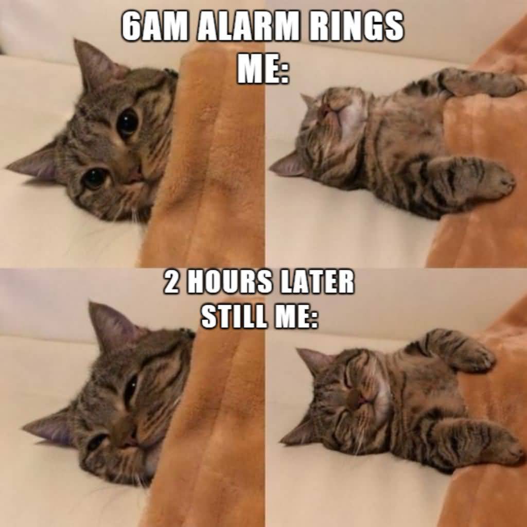 6AM Alarm Rings Me Cat Meme 6AM Alarm Rings Me Cat Meme