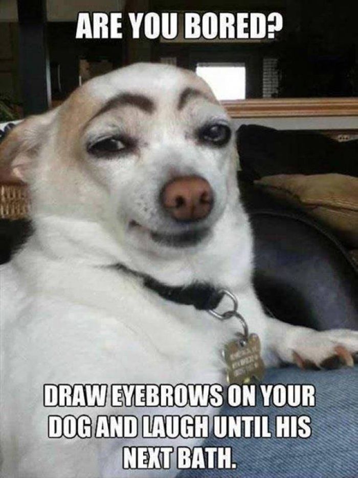 Are You Bored Draw Dog Meme Are You Bored Draw Dog Meme