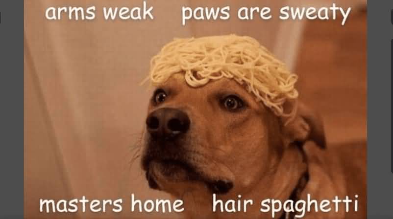 Arms Weak Masters Home Dog Meme