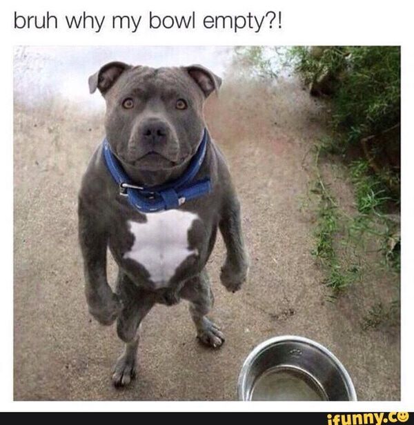 Bruh Why My Bowl Dog Meme