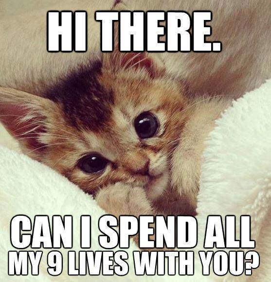 Can I Spend All Love Meme Can I Spend All Love Meme