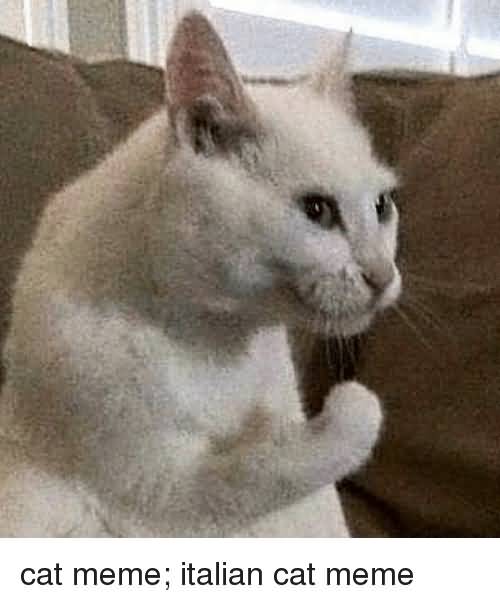 Cat Meme Italian Cat Cat Meme Cat Meme Italian Cat Cat Meme