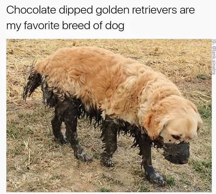 Chocolate Dipped Golden Retrievers Dog Meme