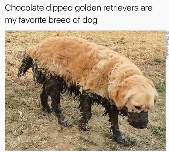 Chocolate Dipped Golden Retrievers Dog Meme Chocolate Dipped Golden Retrievers Dog Meme