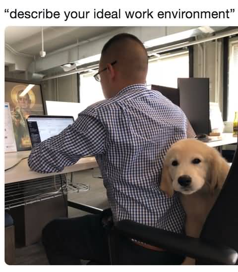 Describe Your Ideal Work Dog Meme