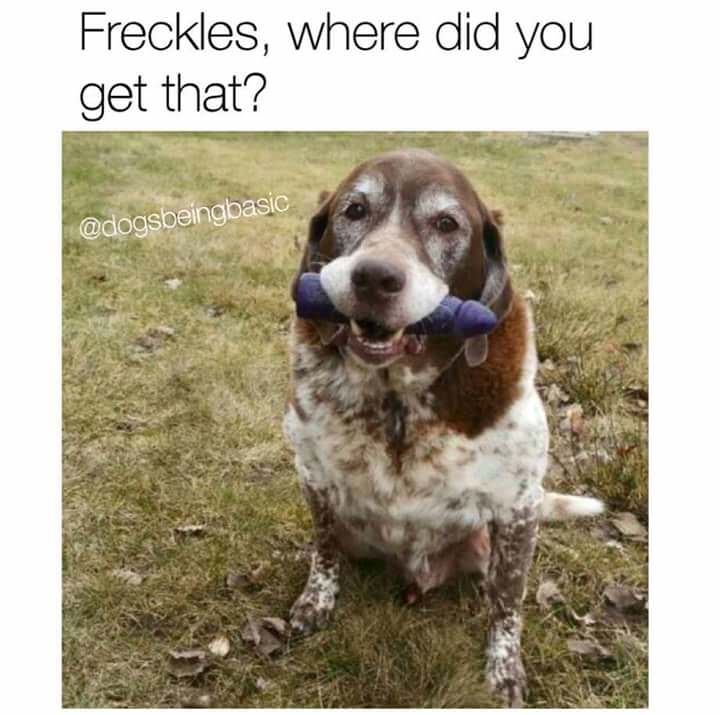 Freckles Where Did You Dog Meme