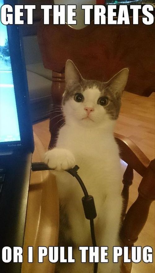 Get The Treats Or Cat Meme Get The Treats Or Cat Meme