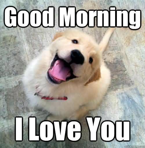 Good Morning I Love You Love Meme Good Morning I Love You Love Meme