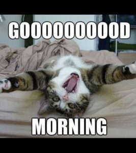 Goooood Morning Cat Good Morning Memes