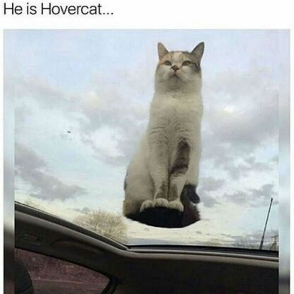 He Is Hovercat Cat Meme