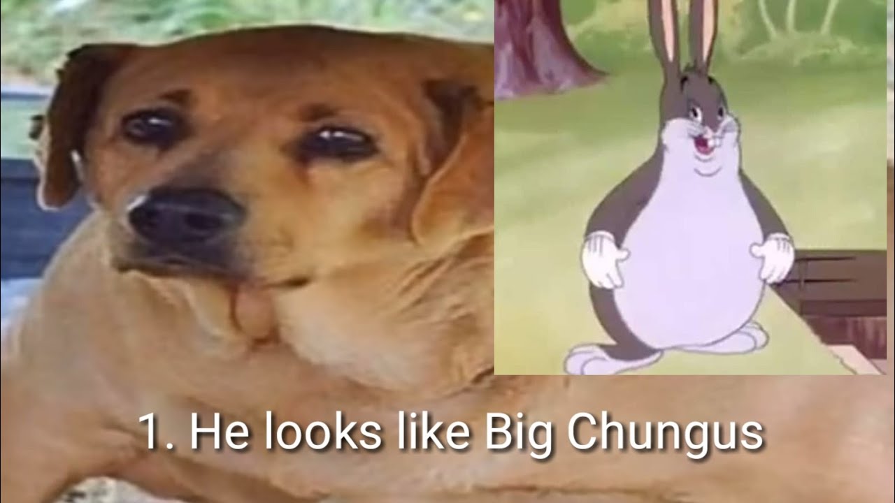 He Looks Like Big Dog Meme He Looks Like Big Dog Meme
