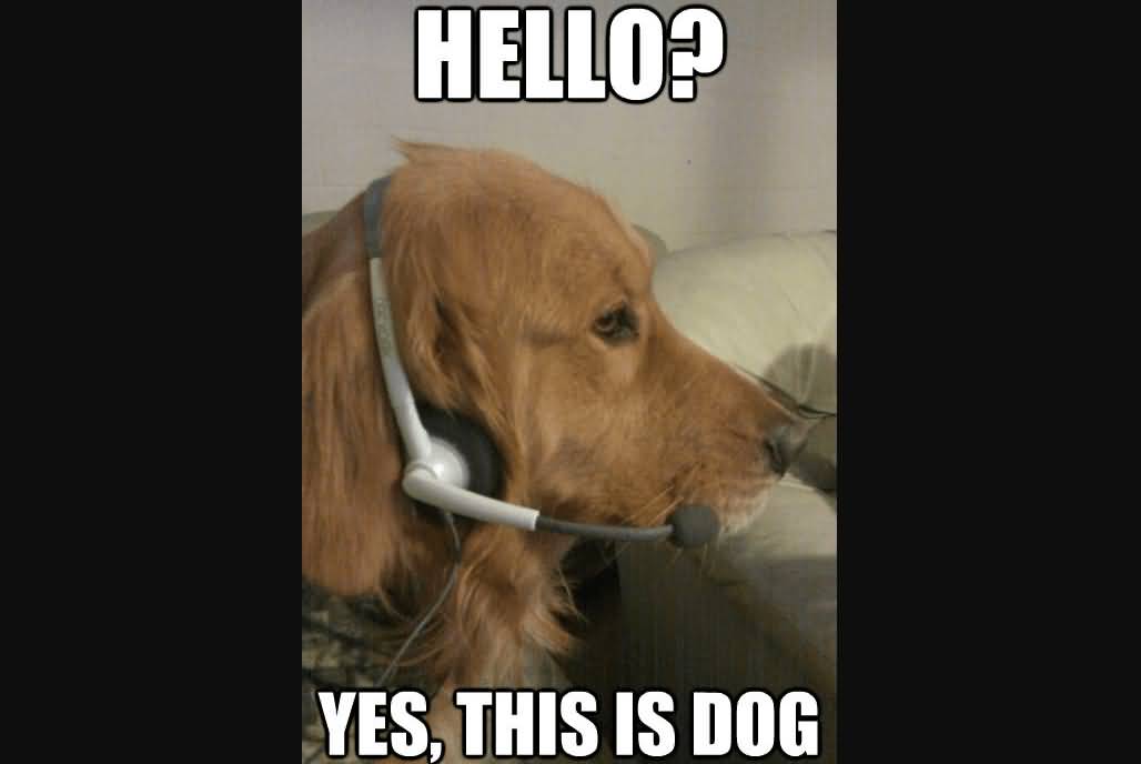 Hello Yes This Is Dog Meme