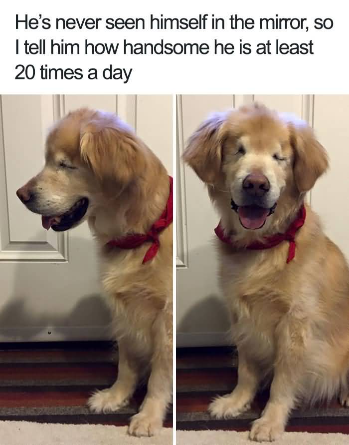 Hes Never Seen Himself Dog Meme Hes Never Seen Himself Dog Meme