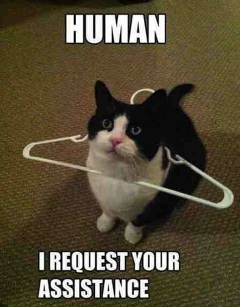 Human I Request Your Cat Meme