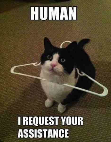 Human I Request Your Cat Meme Human I Request Your Cat Meme
