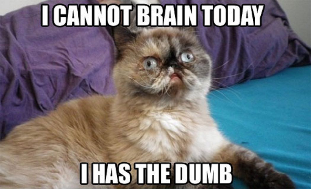 I Cannot Brain Today Cat Meme