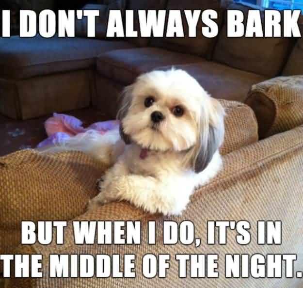 I Dont Always Bark Dog Meme