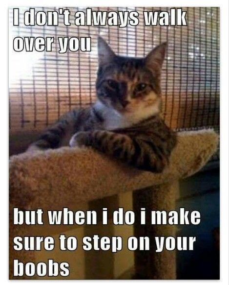 I Dont Always Walk Cat Meme