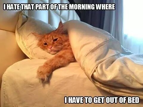 I Hate That Part Cat Meme I Hate That Part Cat Meme