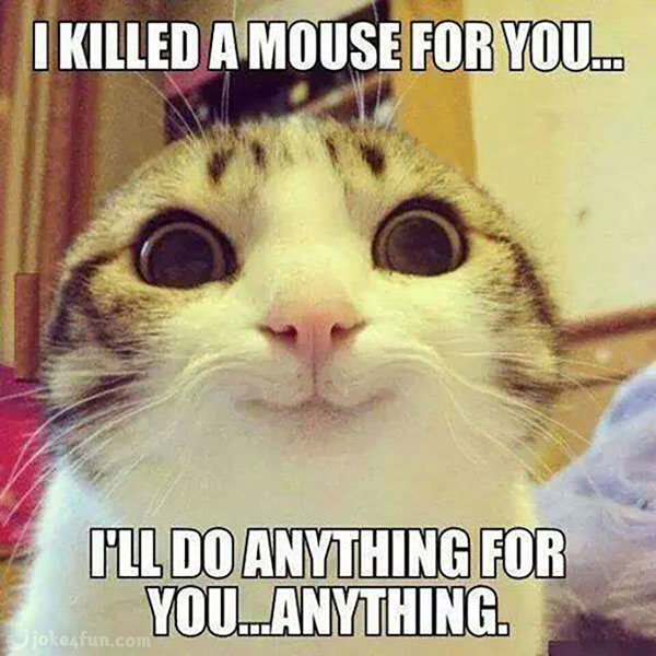 I Killed A Mouse Cat Meme