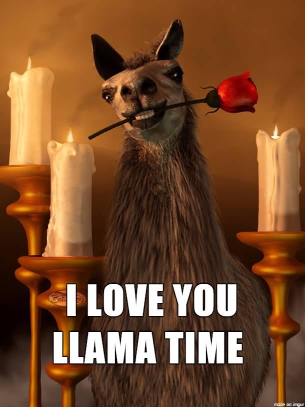 I Love You Llama I Love You Meme