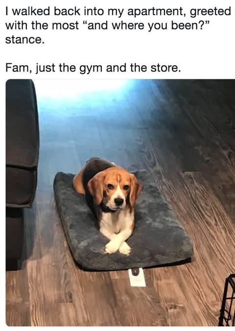 I Walked Back Into Dog Meme I Walked Back Into Dog Meme