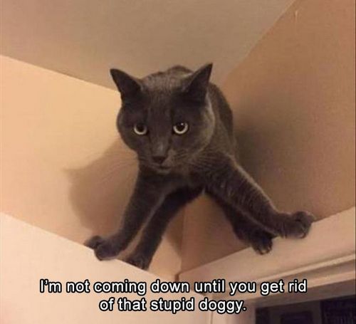 Im Not Coming Down Cat Meme