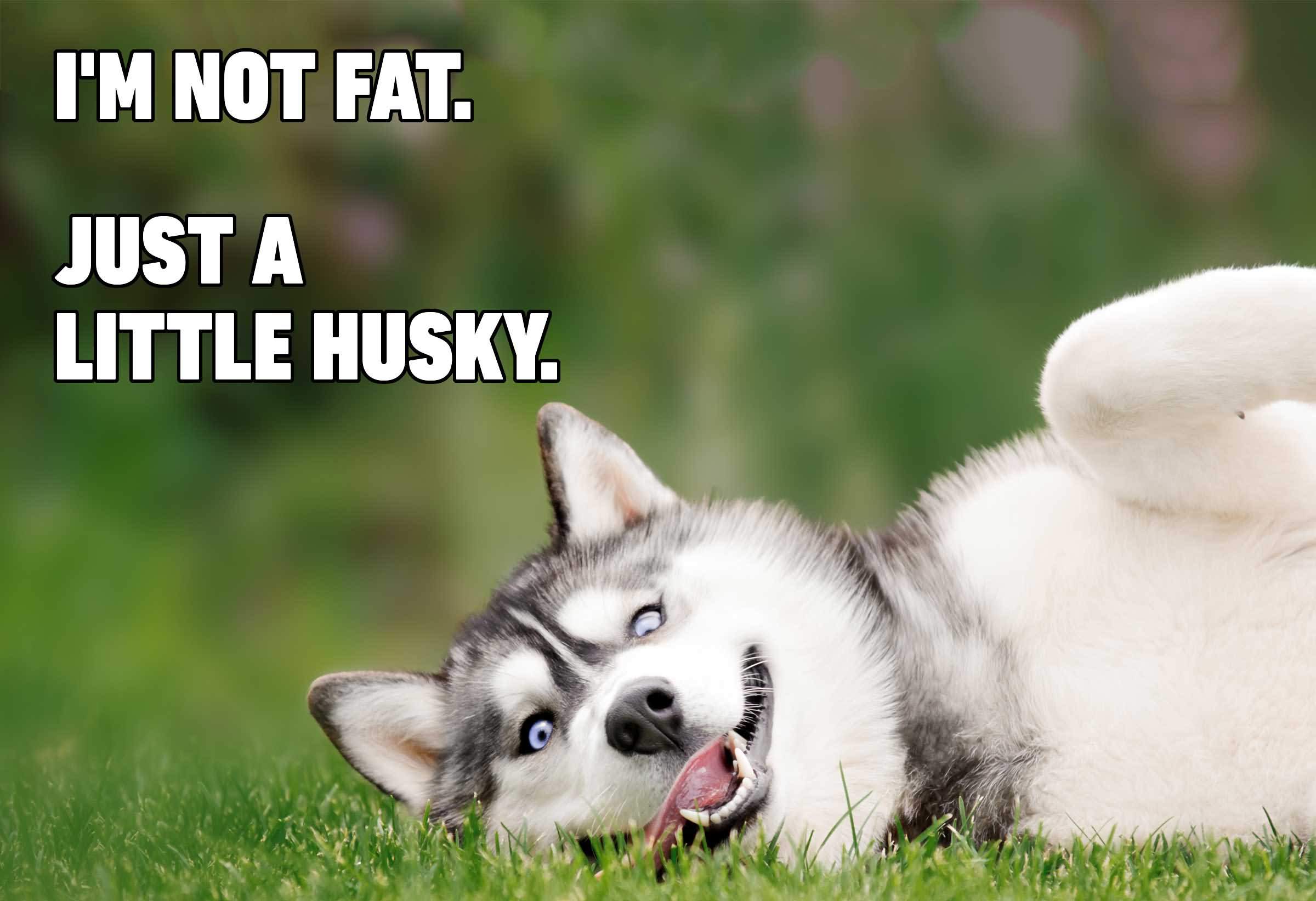 Im Not Fat Just Dog Meme Im Not Fat Just Dog Meme