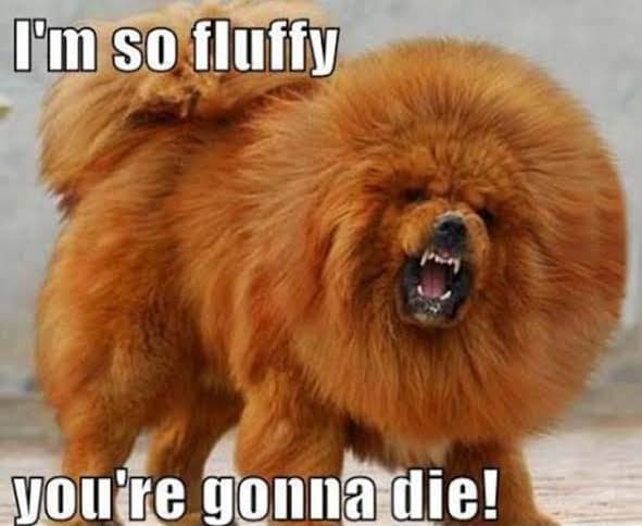 Im So Fluffy Youre Dog Meme