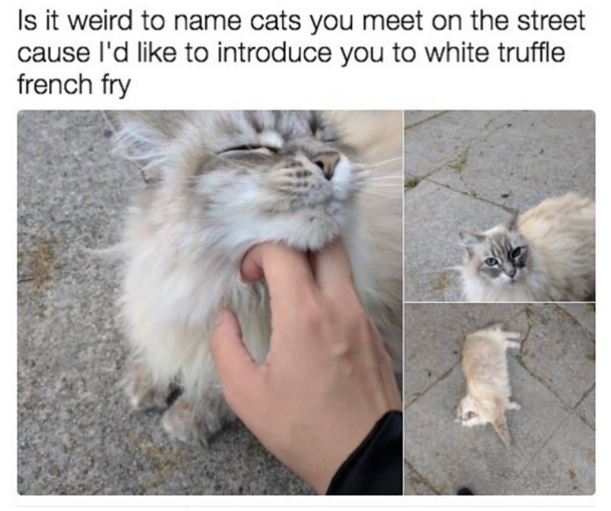 Is It Weird To Cat Meme