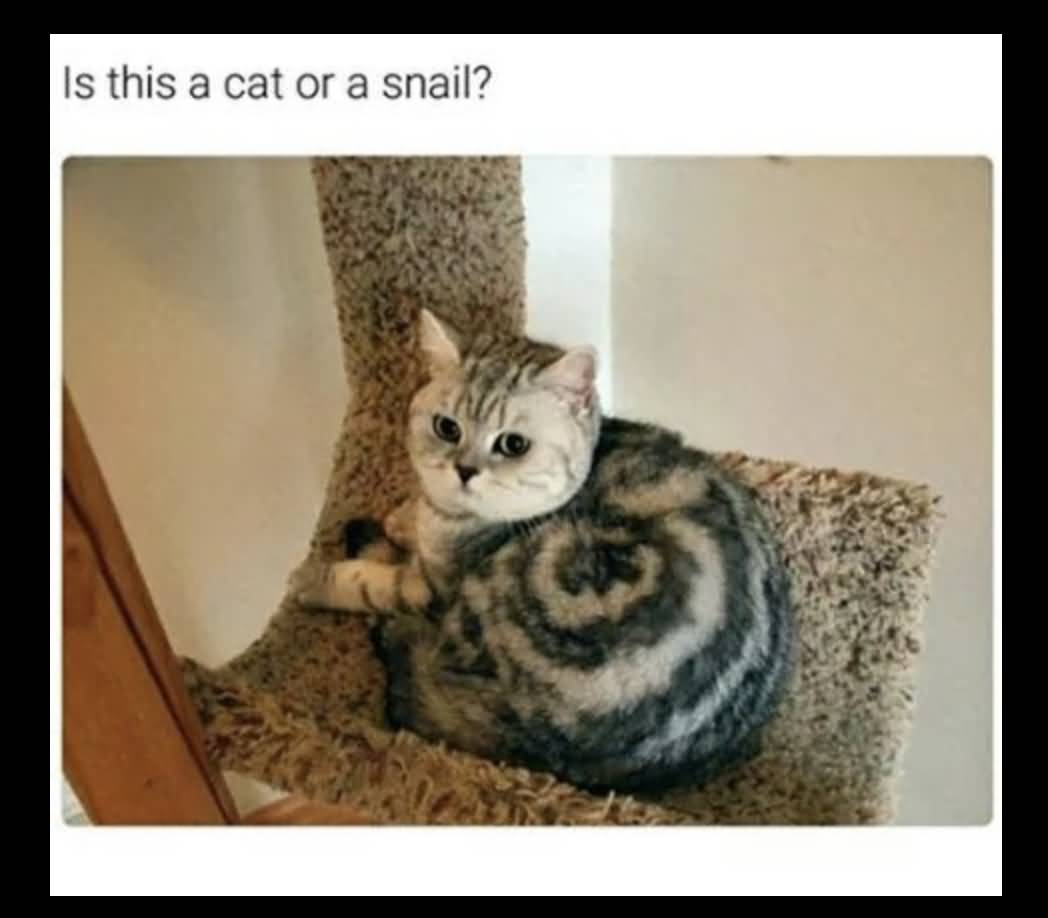 Is This A Cat Cat Meme Is This A Cat Cat Meme
