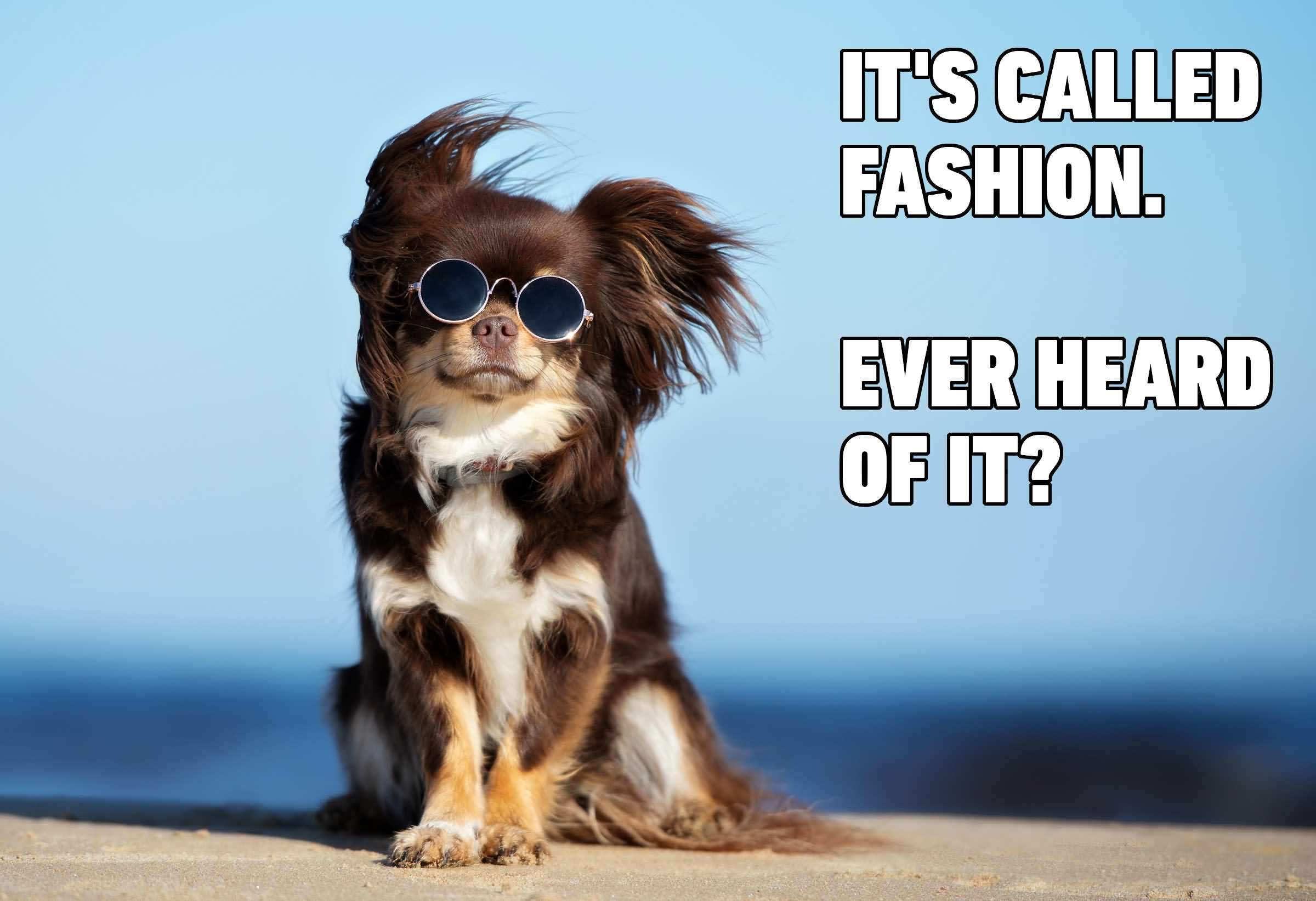Its Called Fashion Ever Dog Meme