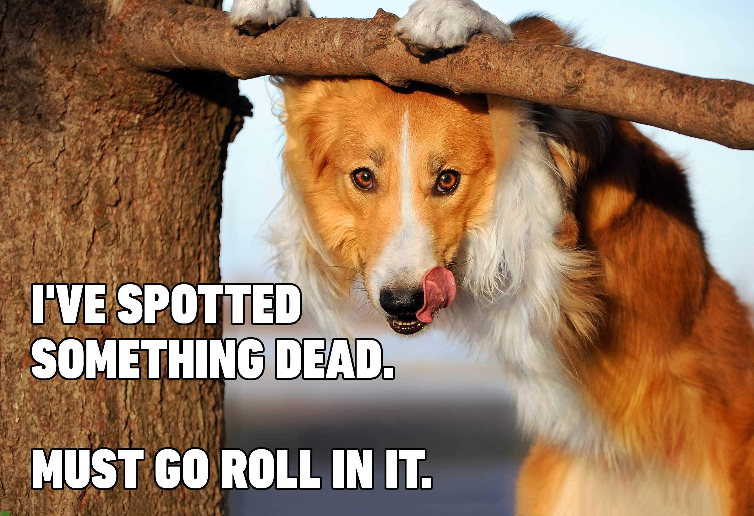 Ive Spotted Something Dead Dog Meme Ive Spotted Something Dead Dog Meme