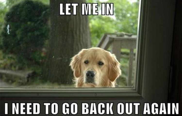 Let Me In I Need Dog Meme