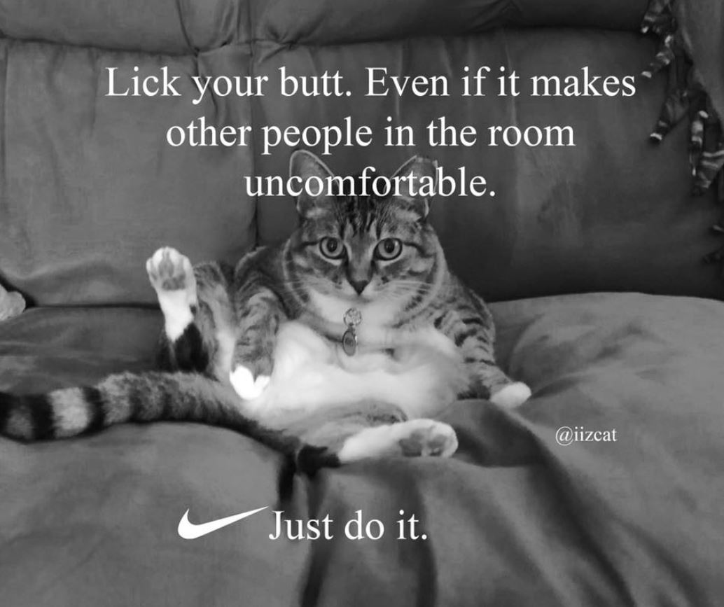 Lick Your Butt Even Cat Meme