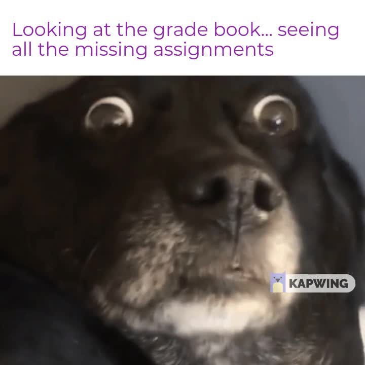 Looking At The Grade Dog Meme