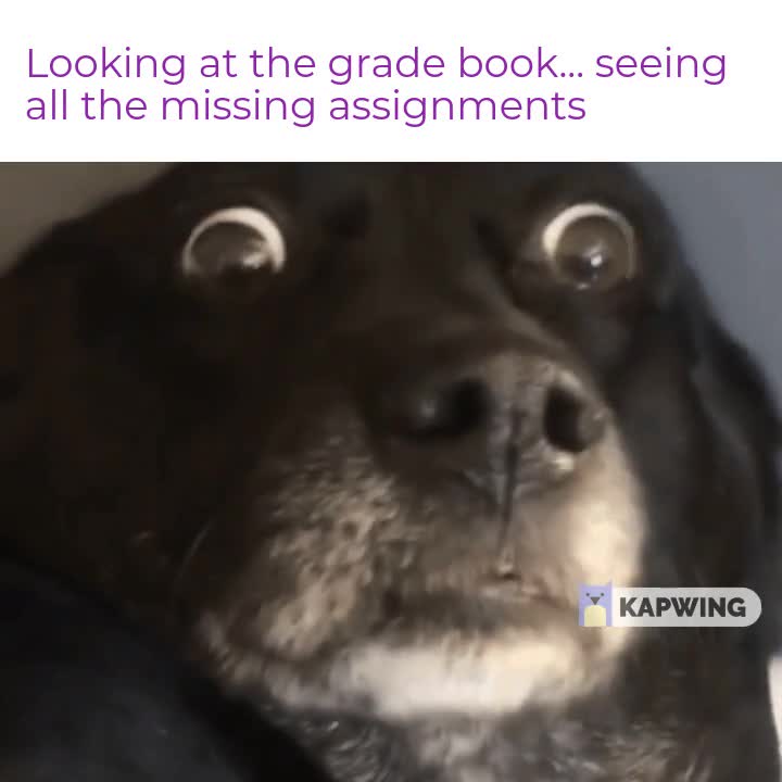 Looking At The Grade Dog Meme Looking At The Grade Dog Meme