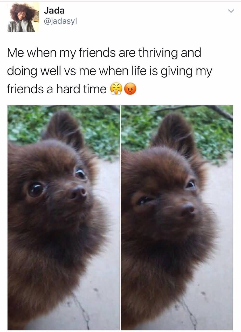 Me When My Friends Dog Meme