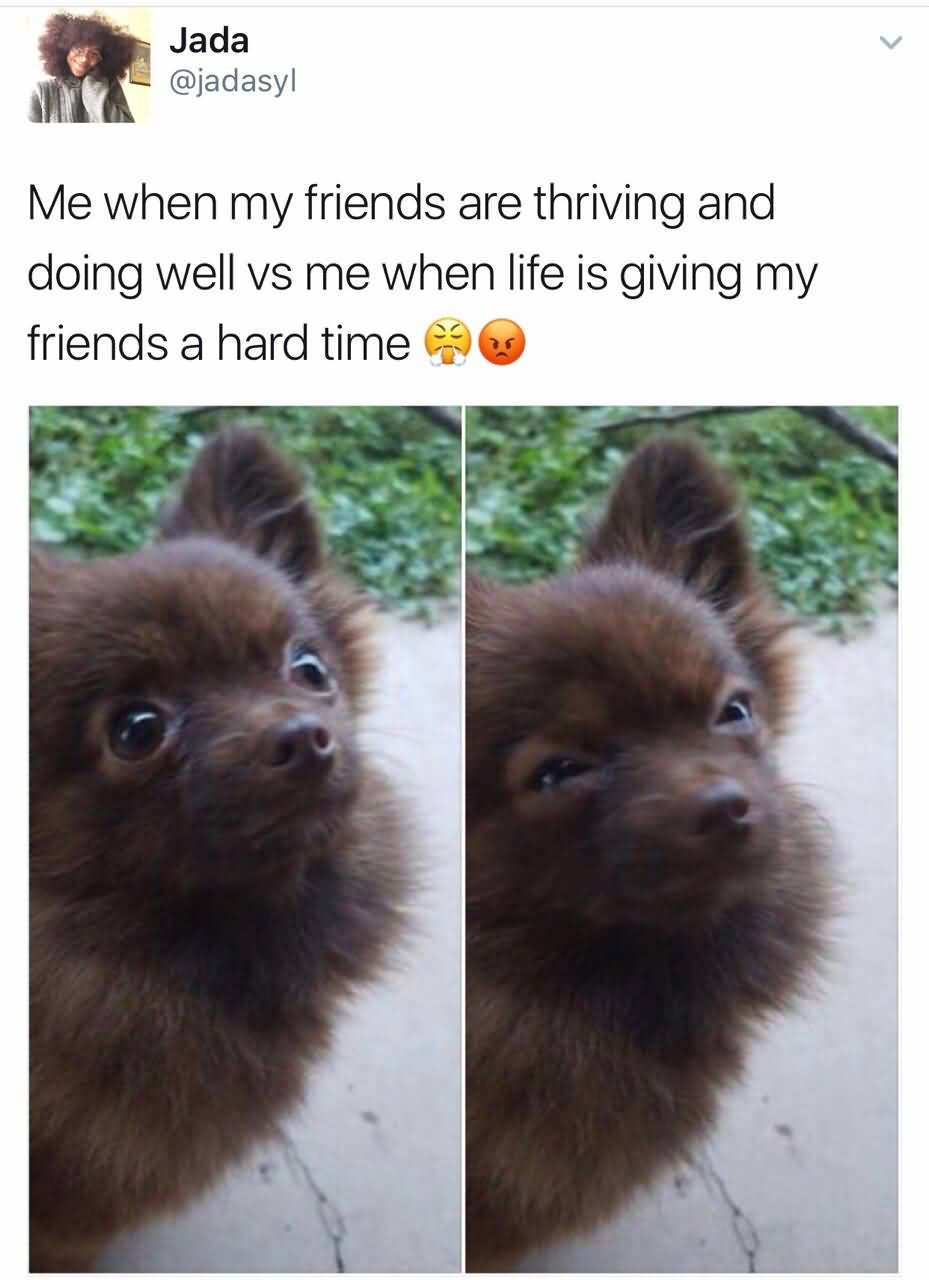 Me When My Friends Dog Meme Me When My Friends Dog Meme