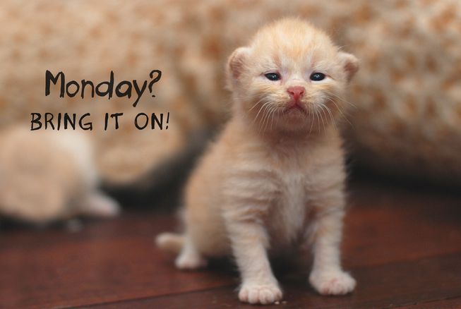 Monday Bring It On Cat Meme