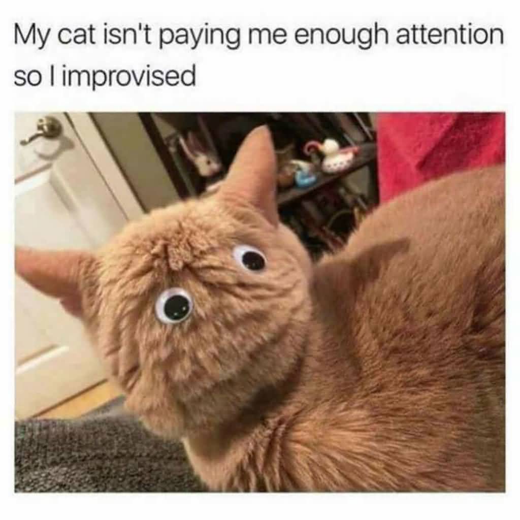 My Cat Isnt Paying Cat Meme