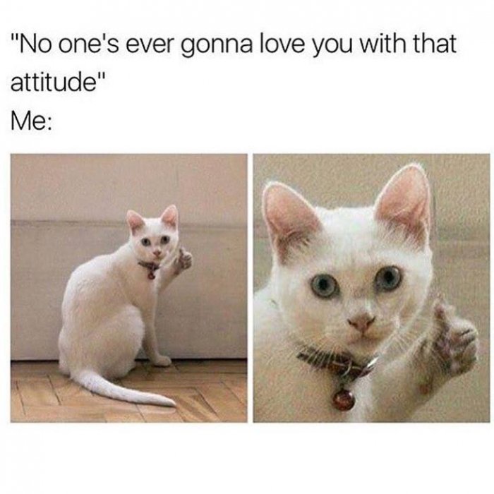 No Ones Ever Gonna Cat Meme No Ones Ever Gonna Cat Meme