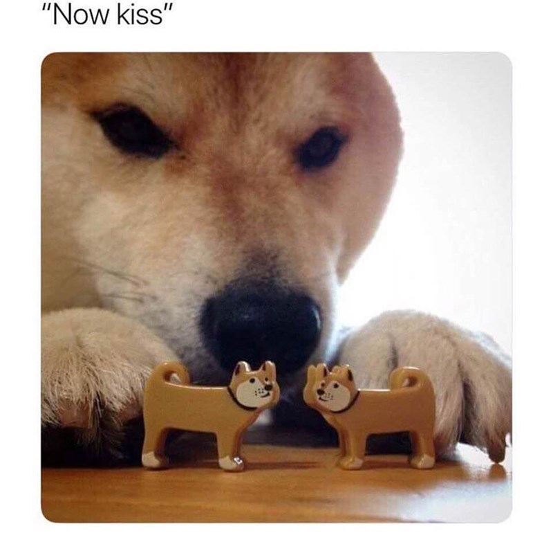 Now Kiss Dog Meme