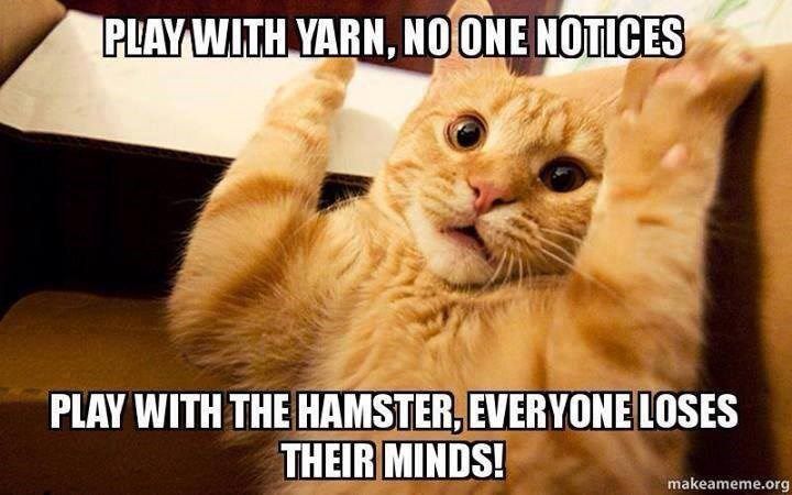Play With Yarn No One Cat Meme