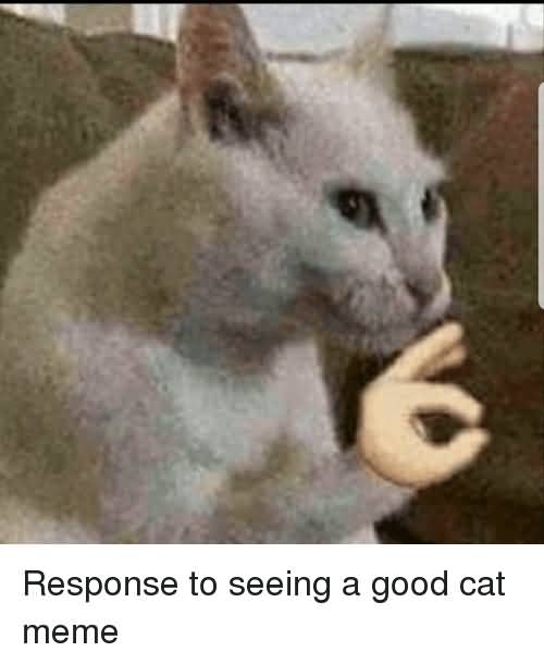 Response To Seeing A Good Cat Meme