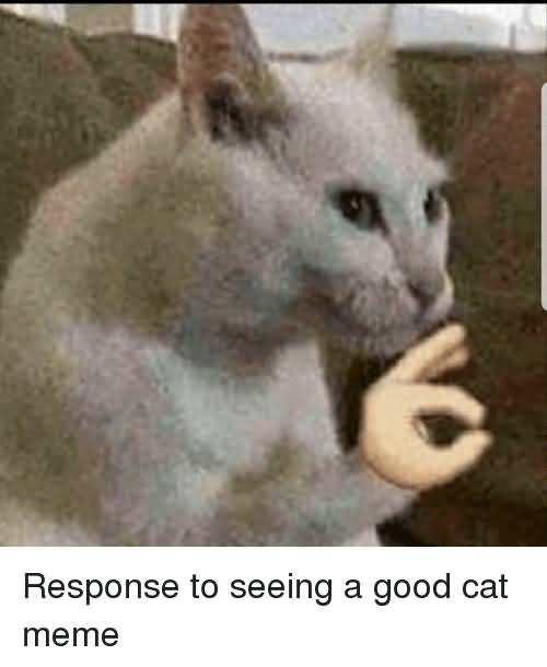 Response To Seeing A Good Cat Meme Response To Seeing A Good Cat Meme