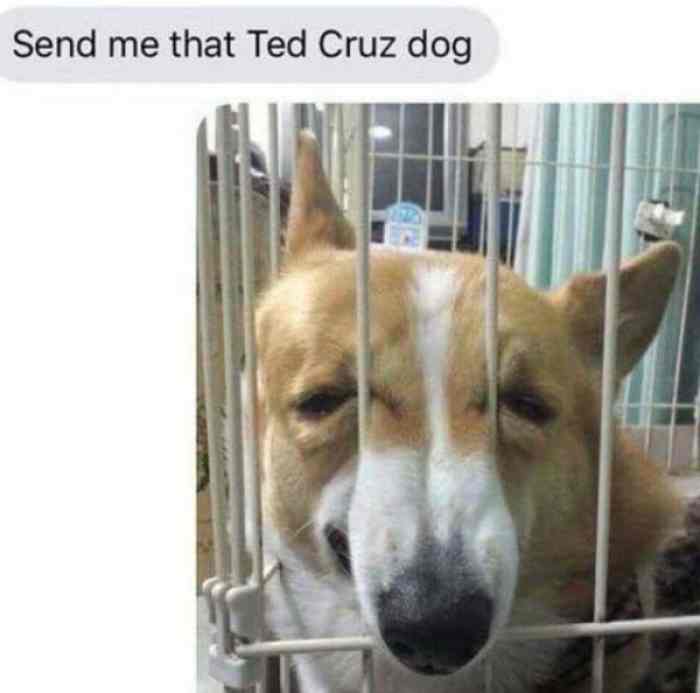Send Me That Ted Dog Meme