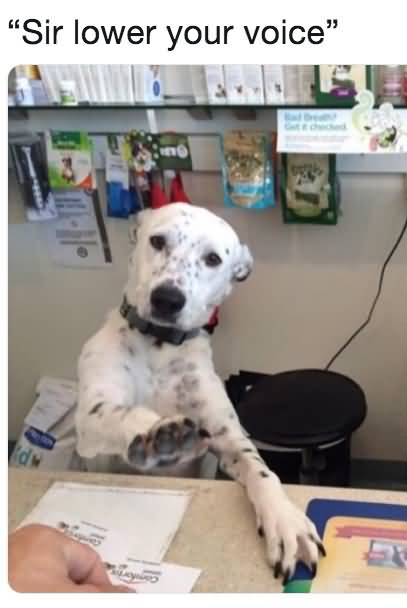 Sir Lower Your Voice Dog Meme Sir Lower Your Voice Dog Meme