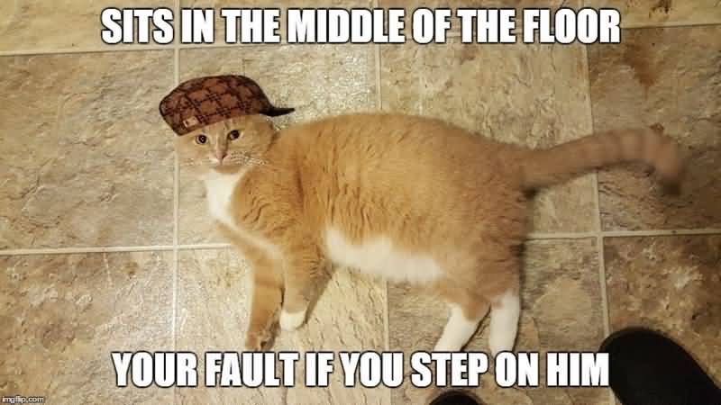 Sits In The Middle Cat Meme